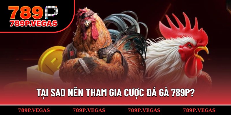 Lợi ích vượt bậc khi cá cược đá gà 789P